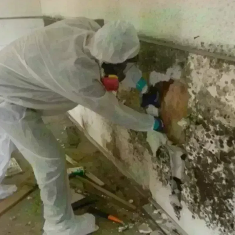 Mold Remediation and Removal in Castle Hayne, NC